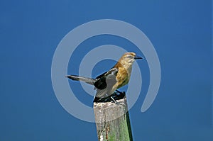 Boat Tailed Grakle, quiscalus major, Female standing on Post, Florida