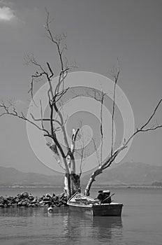 Boat and tree