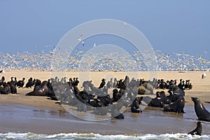 Boat Trip around Walvis Bay