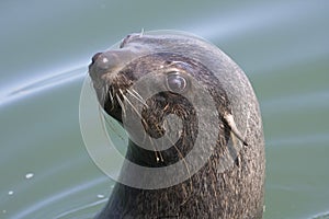 Boat Trip around Walvis Bay