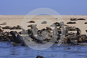 Boat Trip around Walvis Bay