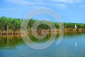 Boat trip in Danube Delta. Plants specific to the wetlands of Danube Delta