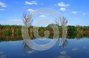 Boat trip in Danube Delta. Plants specific to the wetlands of Danube Delta