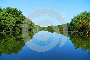 Boat trip in Danube Delta. Plants specific to the wetlands of Danube Delta