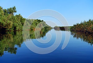 Boat trip in Danube Delta. Plants specific to the wetlands of Danube Delta