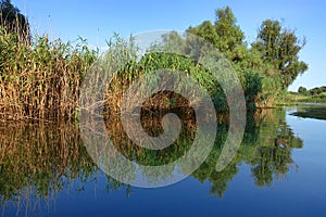 Boat trip in Danube Delta. Plants specific to the wetlands of Danube Delta