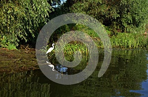 Boat trip in Danube Delta. Plants specific to the wetlands of Danube Delta