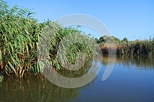 Boat trip in Danube Delta. Plants specific to the wetlands of Danube Delta
