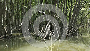 Boat trip in the Thai mangrove with lots of aerial roots typical of deep mangroves