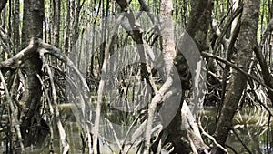 Boat trip in the Thai mangrove with lots of aerial roots typical of deep mangroves