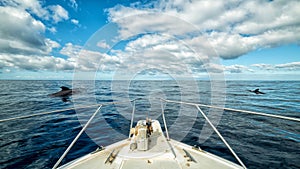 Boat trip with whales sighting photo