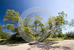 Boat under tree