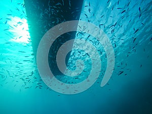 Boat from Underwater with school of Small Fish in the Red Sea in