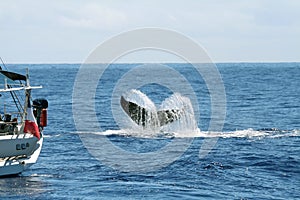 Boat and whale tail