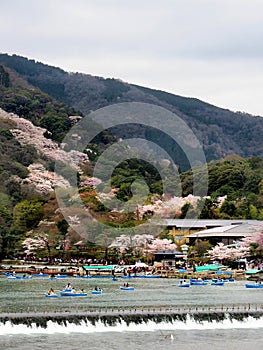 Boaters in Arashiyama during the cherry blossom season