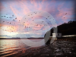 Boathouse sunset birds flying birds fly