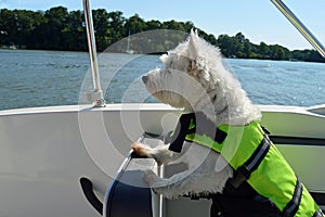 Boating Dog photo