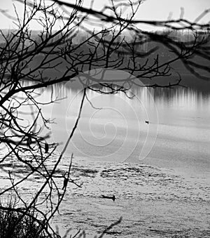 Boatman rowing in the famous Manasbal Lake In Kashmir