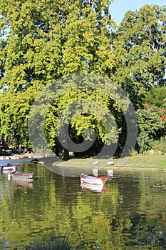 Boats on a lake in front of a leafy tree photo