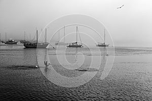 Boats in Morro Bay, moving fog, infrared