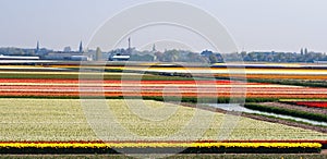 Boats sailing between blooming bulbfields