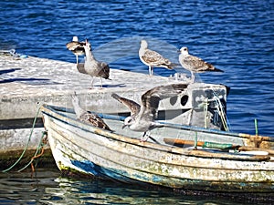 Boats and seagulls at the harbor of Sagres in Portugal