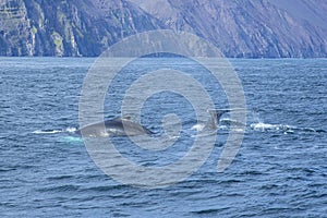 Boats to watch free whales in the sea in Husavik