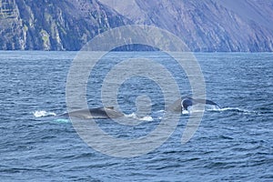 Boats to watch free whales in the sea in Husavik