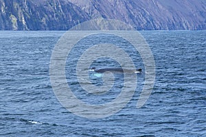 Boats to watch free whales in the sea in Husavik