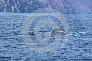 Boats to watch free whales in the sea in Husavik