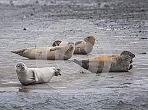 Bob of Seals on Fano Island, Denmark photo