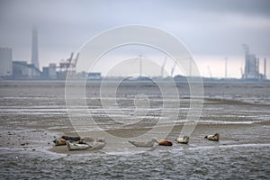 Bob of Seals on Fano Island, Denmark photo