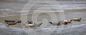 Bob of Seals on Fano Island, Denmark photo