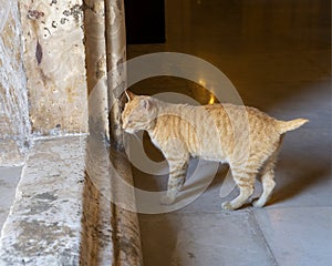 Bob-Tailed cat exiting the Alabaster Mosque inside the Cairo Citadel, Egypt.