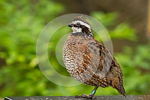 A Bob White Quail perched closeup side view photo