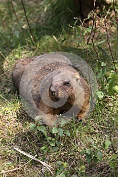 Bobak marmot