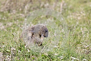 Bobak marmot lies on  grass on summer day