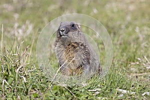 Bobak marmot lies on  grass on summer day