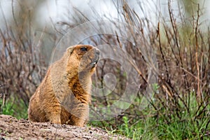 Bobak marmot or Marmota bobak in steppe