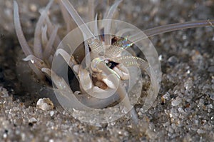 Bobbit like (sea worm) photo