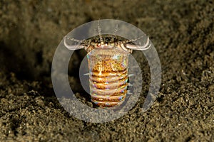 Bobbitt worm or sand striker photo