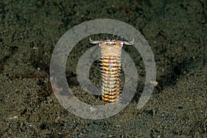 Bobbitt worm or sand striker photo