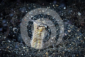 Bobbit Worm Eunice aphroditois