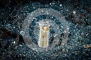 Bobbit Worm Eunice aphroditois