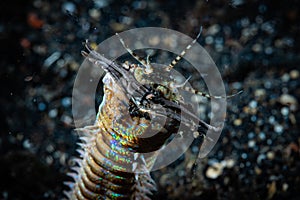 Bobbit Worm Eunice aphroditois