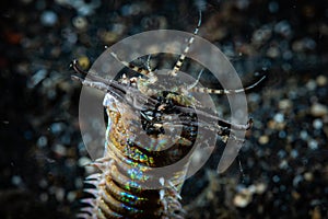 Bobbit Worm Eunice aphroditois