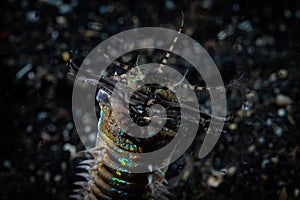 Bobbit Worm Eunice aphroditois