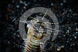 Bobbit Worm Eunice aphroditois