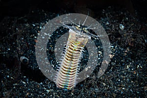 Bobbit Worm Eunice aphroditois