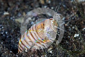 Bobbit Worm in Lembeh Strait photo